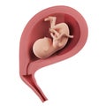 A fetus inside of an uterus - week 17