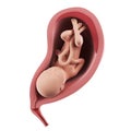 A fetus inside of an uterus - week 30