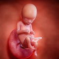 A fetus week 16