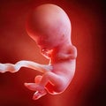 A fetus week 11 Royalty Free Stock Photo