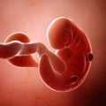 A fetus week 6 Royalty Free Stock Photo