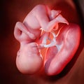 A fetus week 27 Royalty Free Stock Photo