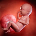 A fetus week 34 Royalty Free Stock Photo