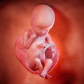 a fetus week 19