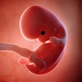 A fetus week 8