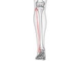 The fibula bone Royalty Free Stock Photo