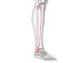 The fibula bone Royalty Free Stock Photo