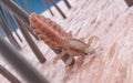 a head louse Royalty Free Stock Photo