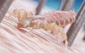 A head louse Royalty Free Stock Photo