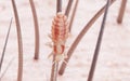 A head louse Royalty Free Stock Photo