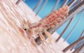 A head louse Royalty Free Stock Photo