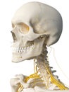 The head nerves Royalty Free Stock Photo