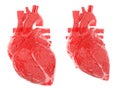the heart in diastole and systole