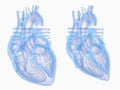 The heart in diastole and systole