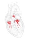 The heart valves