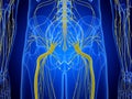 The hip nerves Royalty Free Stock Photo