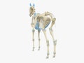 The horse skeleton Royalty Free Stock Photo