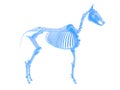 A horse skeleton Royalty Free Stock Photo