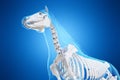 A horses skeleton Royalty Free Stock Photo