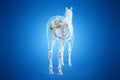 A horses skeleton Royalty Free Stock Photo