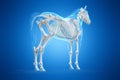 A horses skeleton Royalty Free Stock Photo