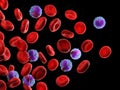 Human blood cells and leukocytes Royalty Free Stock Photo