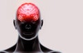 medically accurate illustration of the human brain Royalty Free Stock Photo