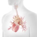 The human bronchi and heart Royalty Free Stock Photo