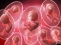 Human embryos Royalty Free Stock Photo