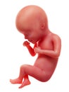 A human fetus, week 27 Royalty Free Stock Photo