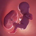 A human fetus - week 32