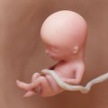A human fetus - week 13