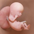 A human fetus - week 12 Royalty Free Stock Photo