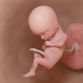 A human fetus - week 15