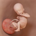 a human fetus - week 21 Royalty Free Stock Photo