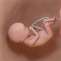 A human fetus - week 20