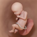 A human fetus - week 28