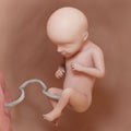 a human fetus - week 29