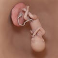 A human fetus - week 36 Royalty Free Stock Photo