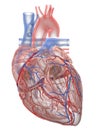 The human heart anatomy Royalty Free Stock Photo