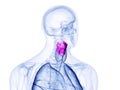 The human larynx