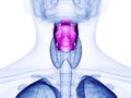 The human larynx