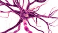 A human nerve cell Royalty Free Stock Photo