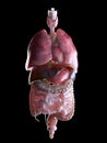 The human organs