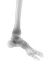 The human skeleton - the foot