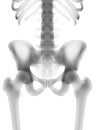 The human skeleton - the hip Royalty Free Stock Photo