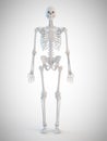 The human skeleton