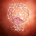 An implanted blastocyst