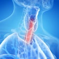 An inflamed trachea