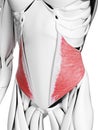 the internal oblique muscle